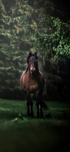  تصویر زمینه اسب سفید با کیفیت عالی