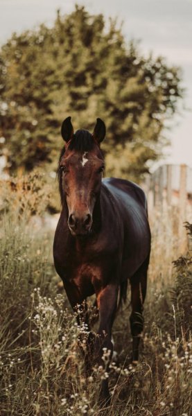  تصویر زمینه اسب سفید با کیفیت عالی