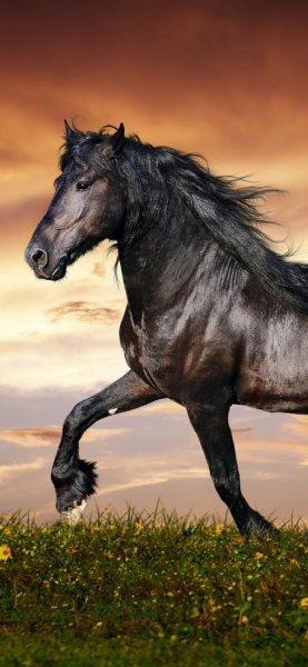  تصویر زمینه اسب سفید با کیفیت عالی