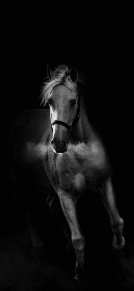  تصویر زمینه اسب سفید با کیفیت عالی