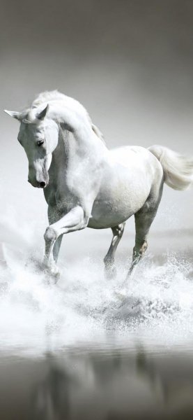  تصویر زمینه اسب سفید با کیفیت عالی