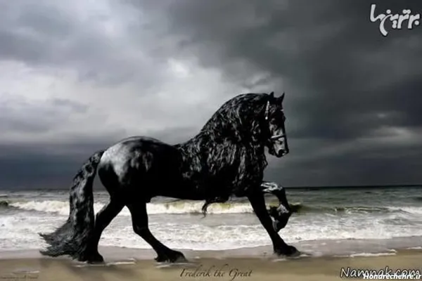  عکس اسب های سیاه وحشی