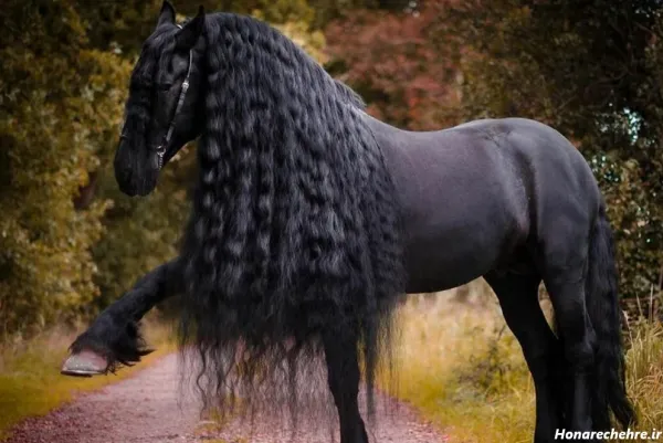  عکس اسب های سیاه وحشی