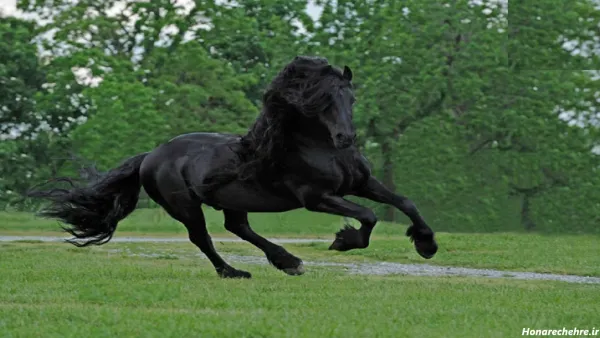  عکس اسب های سیاه وحشی