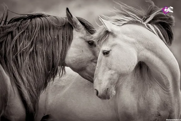  عکس اسب های سیاه وحشی