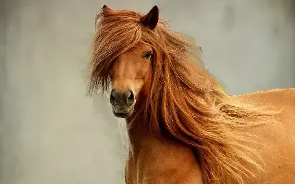  عکس اسب سفید در کویر