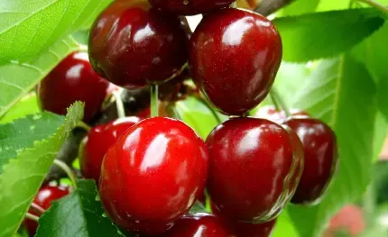  عکس آلبالو فانتزی با کیفیت بالا