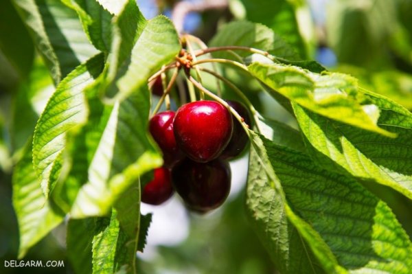  عکس آلبالو برای تصویر زمینه کامپیوتر