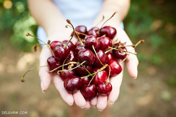 عکس آلبالو نقاشی