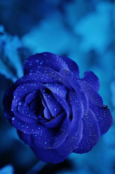 بک گراند آبی کیوت