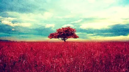  عکس تک درخت تنها برای پروفایل