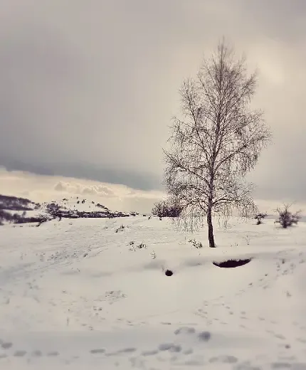  عکس تک درخت تنها برای پروفایل