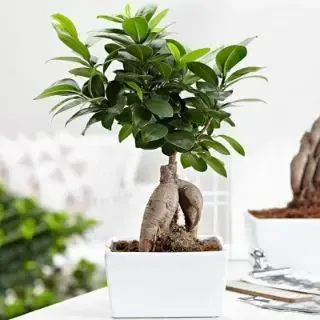  عکس بهاری پروفایل واتساپ