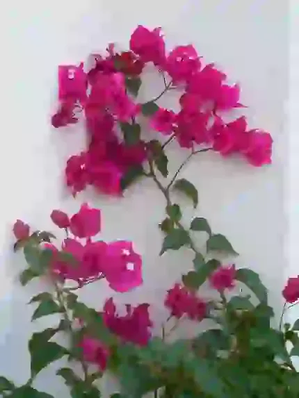  عکس بهاری پروفایل واتساپ