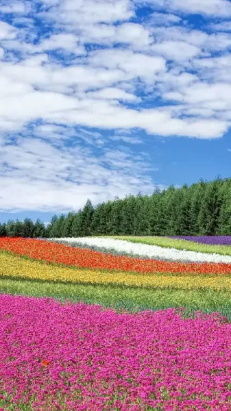  عکس بهاری پروفایل واتساپ