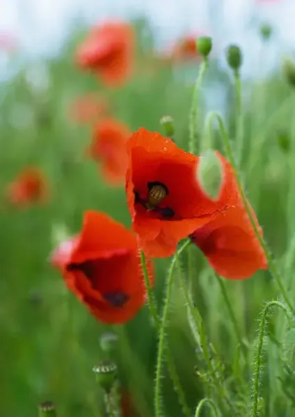  عکس بهاری پروفایل واتساپ