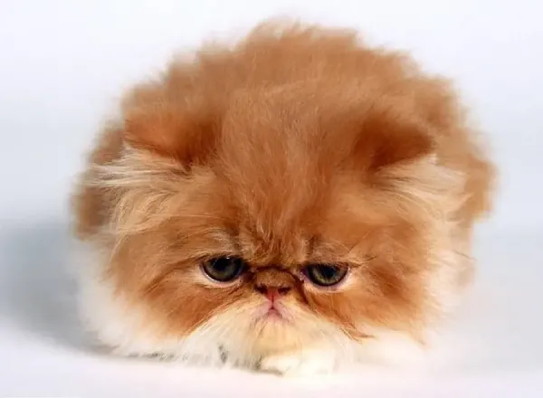  عکس گربه نارنجی