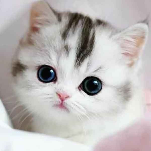  عکس گربه نارنجی کیوت