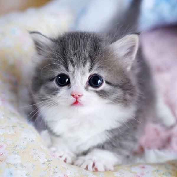  عکس گربه نارنجی کیوت