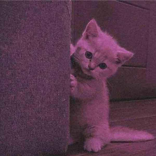  عکس گربه نارنجی کیوت