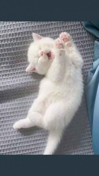  عکس گربه نارنجی کیوت