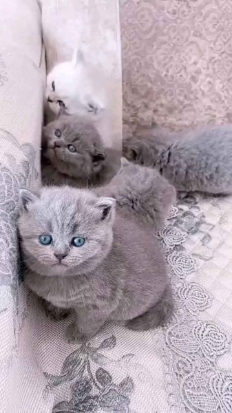  عکس گربه نارنجی کیوت