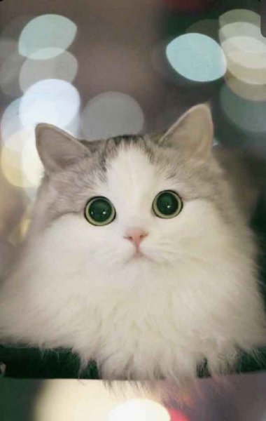  عکس گربه نارنجی کیوت