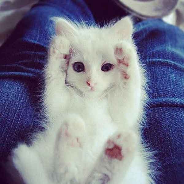  عکس گربه نارنجی کیوت