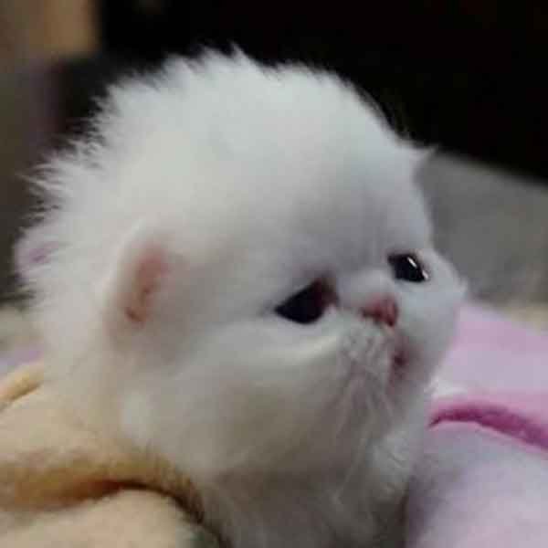  عکس گربه نارنجی کیوت