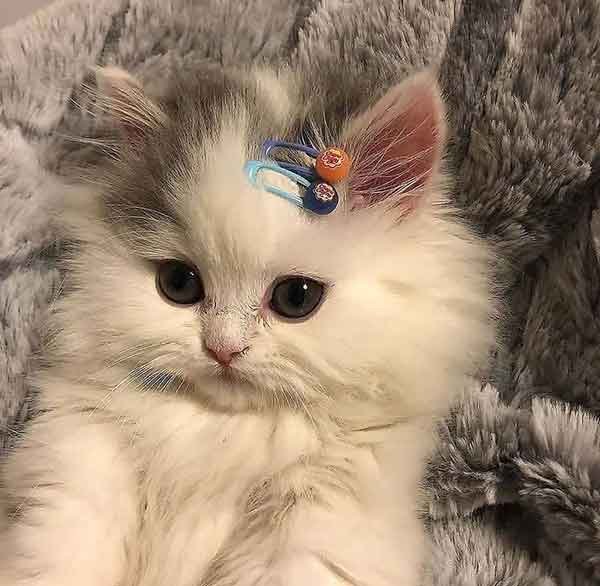  عکس گربه نارنجی کیوت