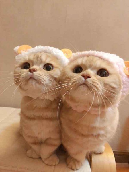  عکس گربه نارنجی کیوت