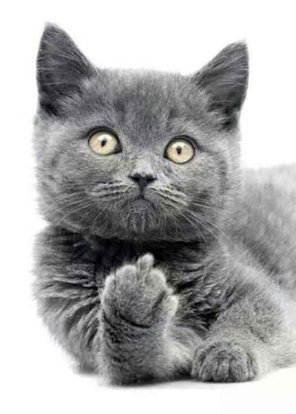  عکس گربه نارنجی کیوت