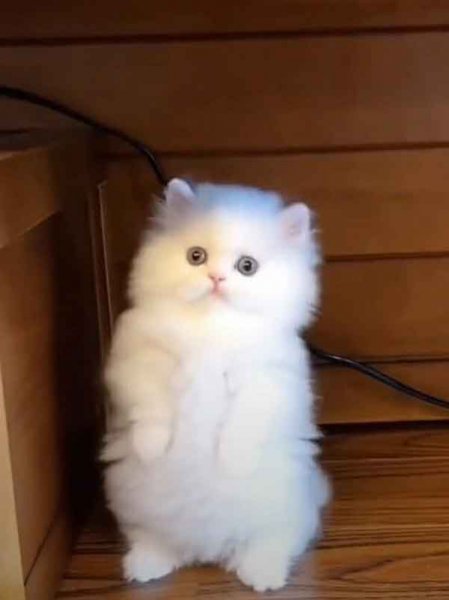  عکس گربه نارنجی کیوت