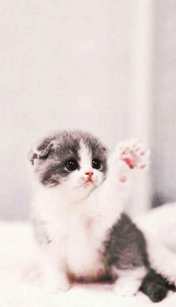  عکس گربه نارنجی کیوت