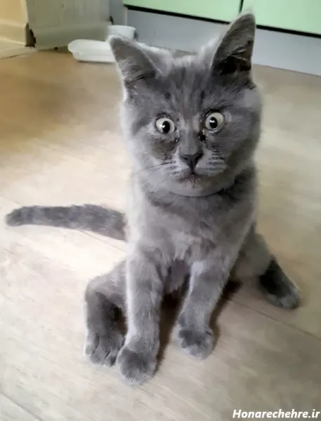  عکس گربه نارنجی کارتونی