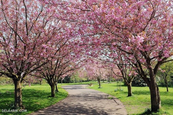  عکس گل های بهاری با کیفیت HD