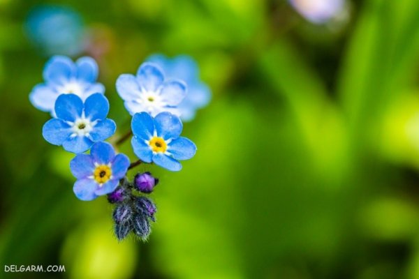  عکس گل های بهاری با کیفیت HD