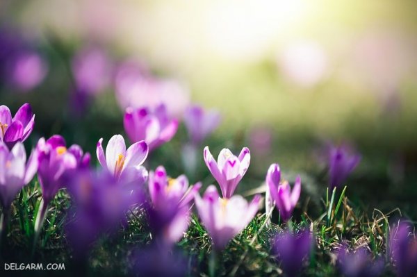  عکس گل های بهاری با کیفیت HD