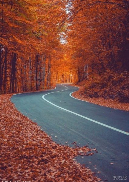 عکس جاده جنگلی با کیفیت بالا