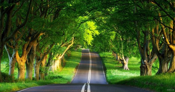  عکس جاده جنگلی با کیفیت بالا