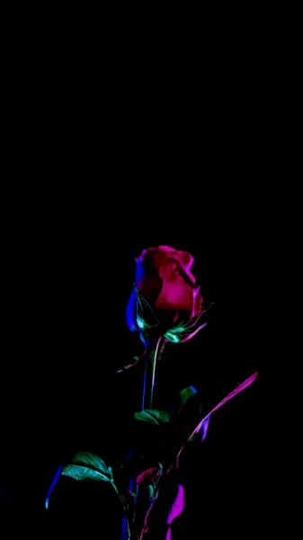  عکس گل های رنگارنگ با کیفیت بالا