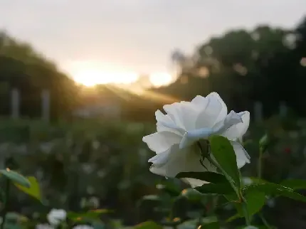  عکس گل های رنگارنگ با کیفیت بالا