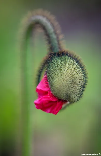 دانلود عکس گل با کیفیت بالا 8k