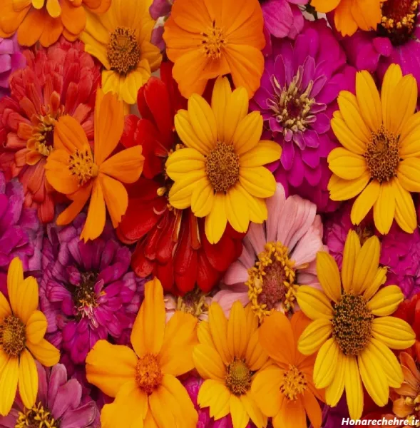 عکس گل با کیفیت 4k