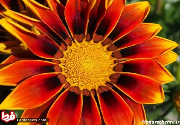 عکس گل با کیفیت 4k