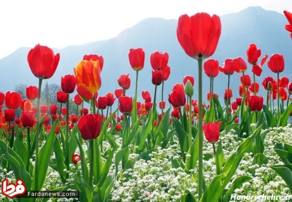 عکس گل با کیفیت 4k