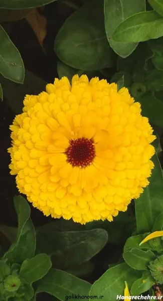  دانلود عکس گل با کیفیت بالا 8k