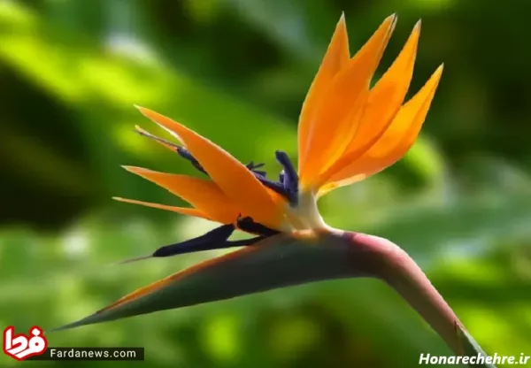  دانلود عکس گل با کیفیت بالا 8k