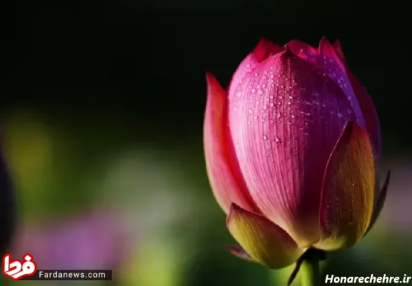 عکس گل با کیفیت 4k