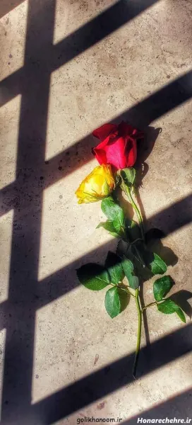  دانلود عکس گل با کیفیت بالا 8k